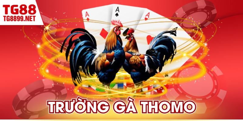 Trường Gà Thomo | Đỉnh Cao Chọi Kê Campuchia Uy Tín
